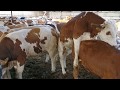 Bulls & Cows Best Farming - New Bulls Meet Cows First Time #04