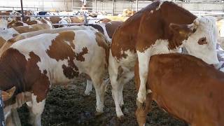 Bulls &amp; Cows Best Farming - New Bulls Meet Cows First Time #04