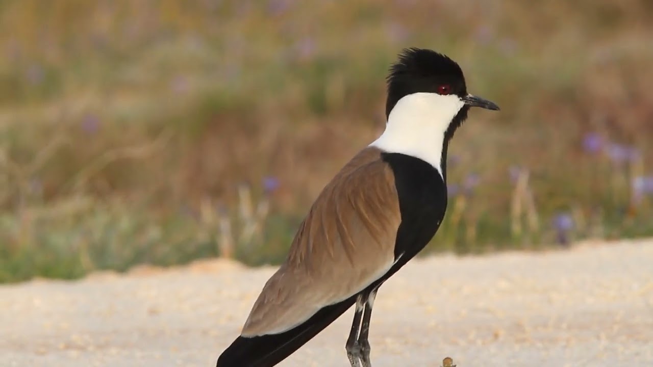 Mahmuzlu kızkuşu / Spur-winged Lapwing / Vanellus spinosus