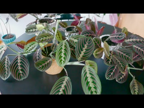 فيديو: أوراق مشرقة من نبات الأروروت