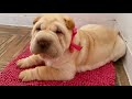 ADIESTRAMIENTO DE UNA CACHORRA SHAR PEI - ESCUELA KANKO の動画、YouTube動画。