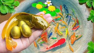 Unique Catching Catfish Protects Eggs, Guppies, Ornamental Fish, Koi, Butterfly Fish | Fishing Video