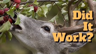 50-Cent Deer Protection Update: Did It Work? 50 Cent Deer Protection For Fruit Trees