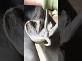 馬のつめ切り