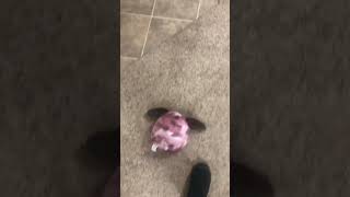 He did not go fall lalala #squishmallow #fyp