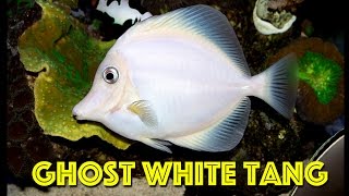 Casper the world famous white tang at World Wide Corals
