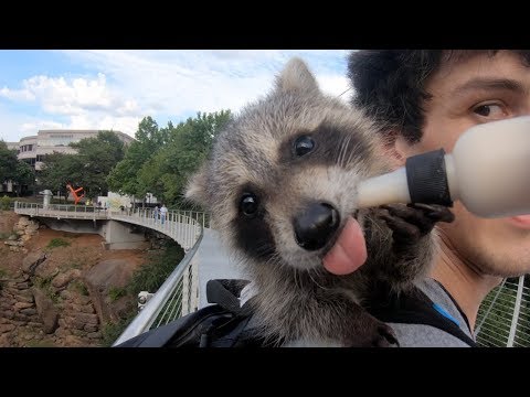 I Take My Baby Pet Raccoon Out In Public