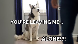 talking husky reacts to being left alone in a room
