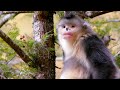 Yunnan Snub-Nosed Monkey Adaptations