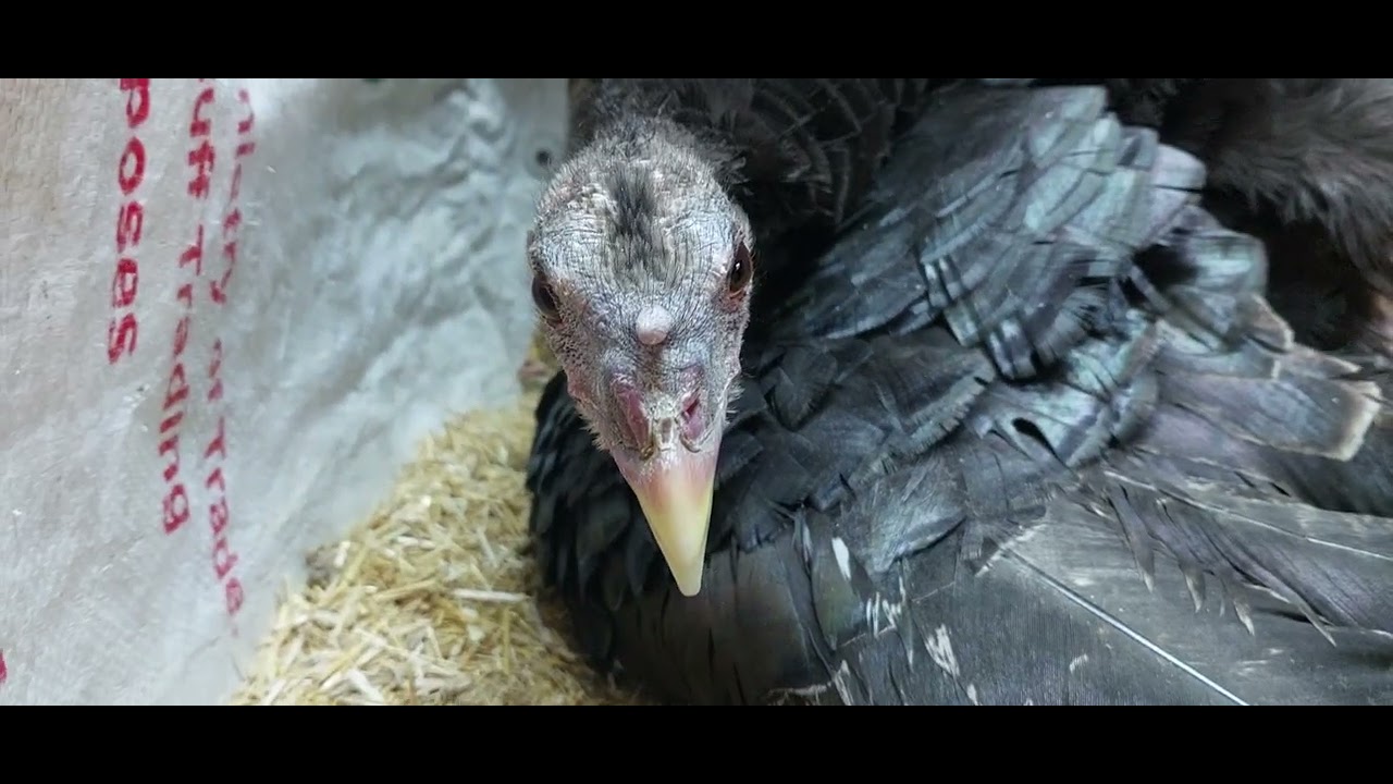 (65) تفقيس بيض الديك الرومي، ، اخر تطورات المحمية 