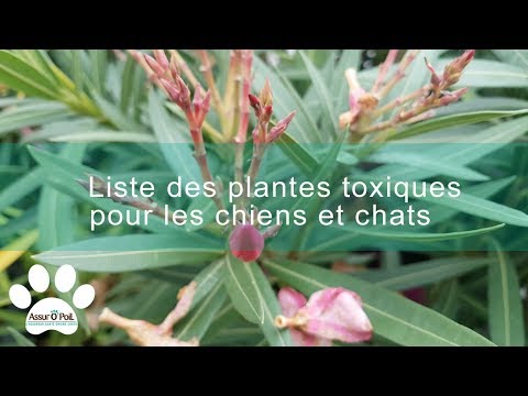 Vidéo: Les rhododendrons sont-ils toxiques pour les chiens?