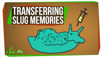 Scientists Just Transferred Memories... Between Sea Slugs