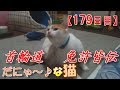 【179日目】首輪道免許皆伝だにゃ～♪な猫【かわいい・面白い】～The growth record of my cute cat, Nike day 179