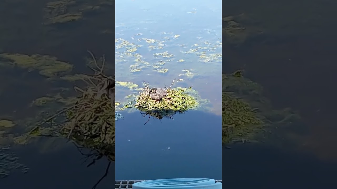 Swamphen. Лысуха