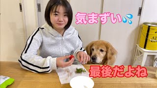 気まずさを武器に最後のイチゴを貰おうと企む大型犬クッキー【ゴールデンレトリバーとミニチュアダックスフンド】