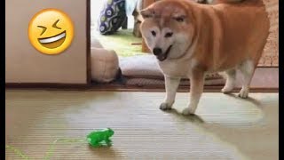Shibe gets spooked by froggo