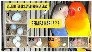 SELISIH TELUR LOVEBIRD MENETAS BERAPA HARI 
