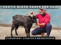 Top quality Jet Black exotic Sanen Goat for Sale| Choudhary Livestock📲8080103536