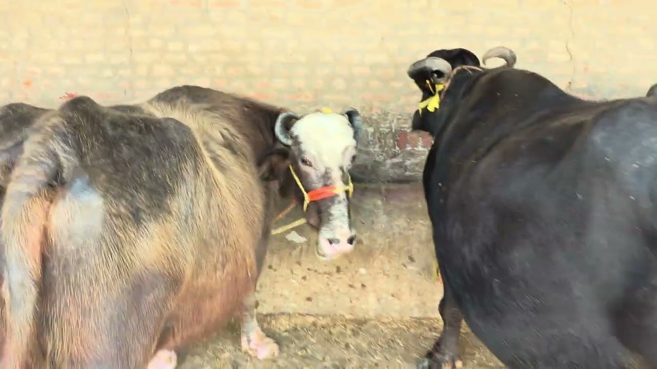 ਘਰ ਦੇ ਸਾਰੇ ਪਸ਼ੂ ਵਿਕਾਊ 5 ਤੋਂਕੜ ਗਬਨ ☎️98723-20464