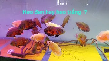 Cá Tai Tượng Châu Phi  siêu đẹp mới về !! ( Heo Đen / Heo Trắng ) Oscar fish