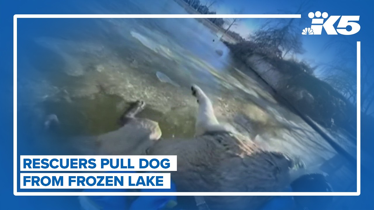 Dog rescued from frozen lake - YouTube