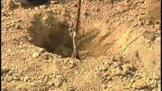 3 Minute Gardener - Tree Planting