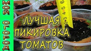 Лучшая пикировка рассады томатов