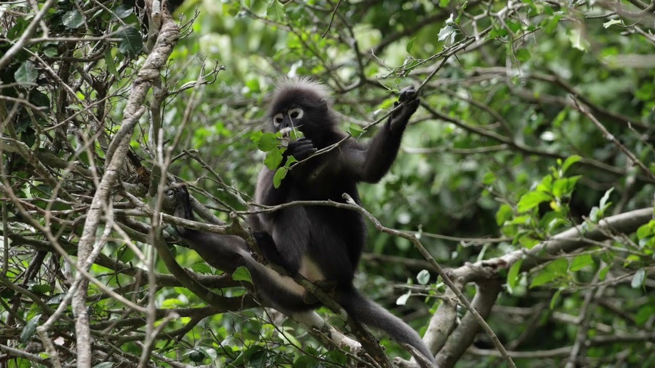 Spotted a Dusky Langur 🐒 
