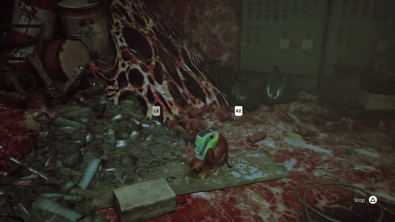 Stray Territory Trophy