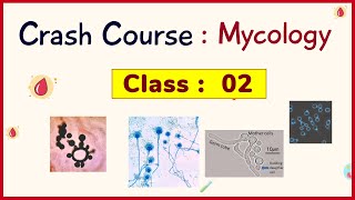 Class 2 | Medical Mycology  - Crash Course |   Microbiology | In hindi
