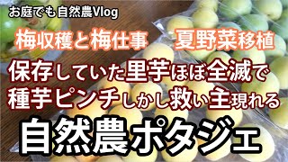 【お庭でも自然農Vlog42】自然農ポタジェの夏野菜とお花　保存の里芋ほぼ全滅で種芋ピンチ