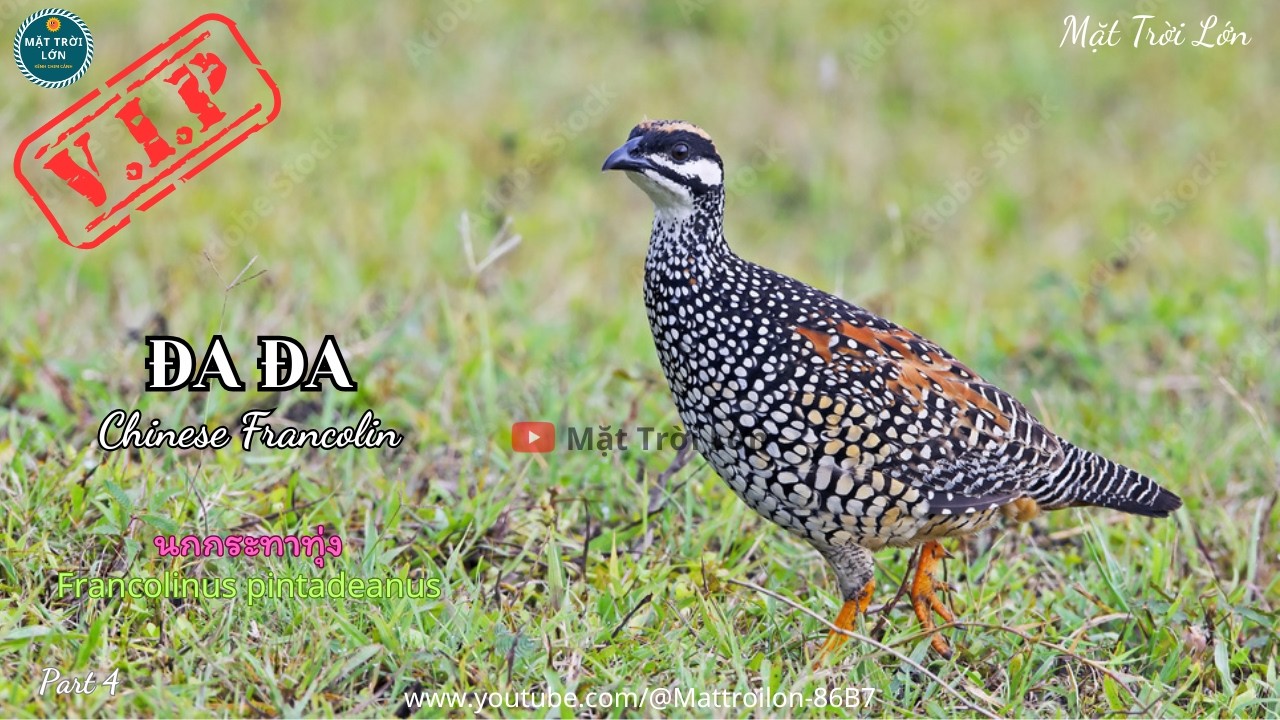 ✅Tiếng chim Đa đa mồi gọi bổi chuẩn không tạp âm mp3 | Chinese Francolin best sound call (P4)