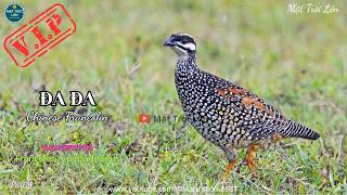 ✅Tiếng chim Đa đa mồi gọi bổi chuẩn không tạp âm mp3 | Chinese Francolin best sound call (P4)