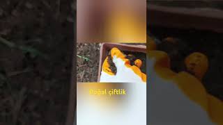 Ata Tohumu Peçetede Çimlendirme.. Çimlenenler Biraz Fazla Bekledi Peçeteyle Dikildi Mecbur🙃