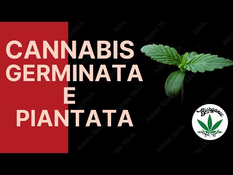 Germogli di cannabis cbd in terra