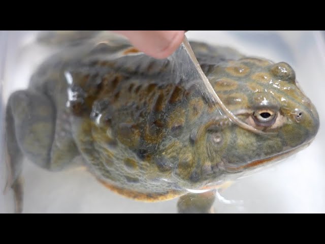 巨大なカエルが脱皮中だったので皮を剥いてみた Youtube