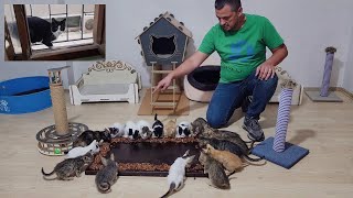 Мужчина, живший в одном доме с 17 спасенными им котятами, приготовил для них пир.