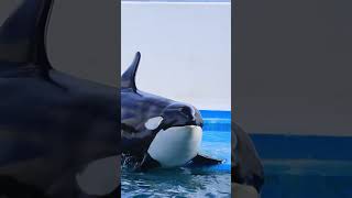 ラビー可愛すぎる♥ #Shorts #鴨川シーワールド #シャチ #Kamogawaseaworld #Orca #Killerwhale