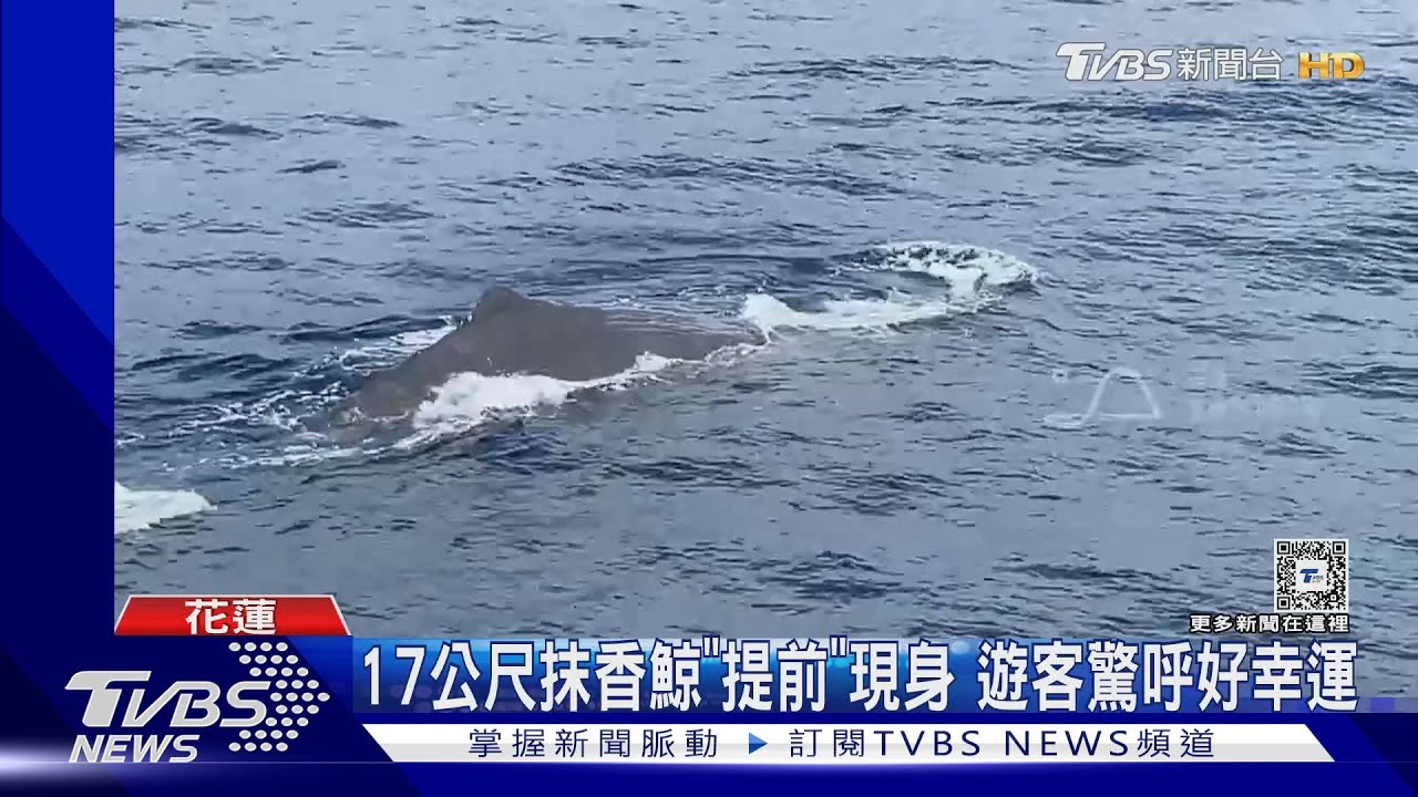 虎鯨來了！台灣外海也能看到野生虎鯨 史上最幸運的賞鯨團 Observations of Orcinus Orca in Taiwan #orca #賞鯨