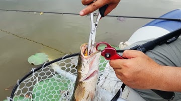 Kìm Gỡ Lưỡi, Cắt Dây HBC-303