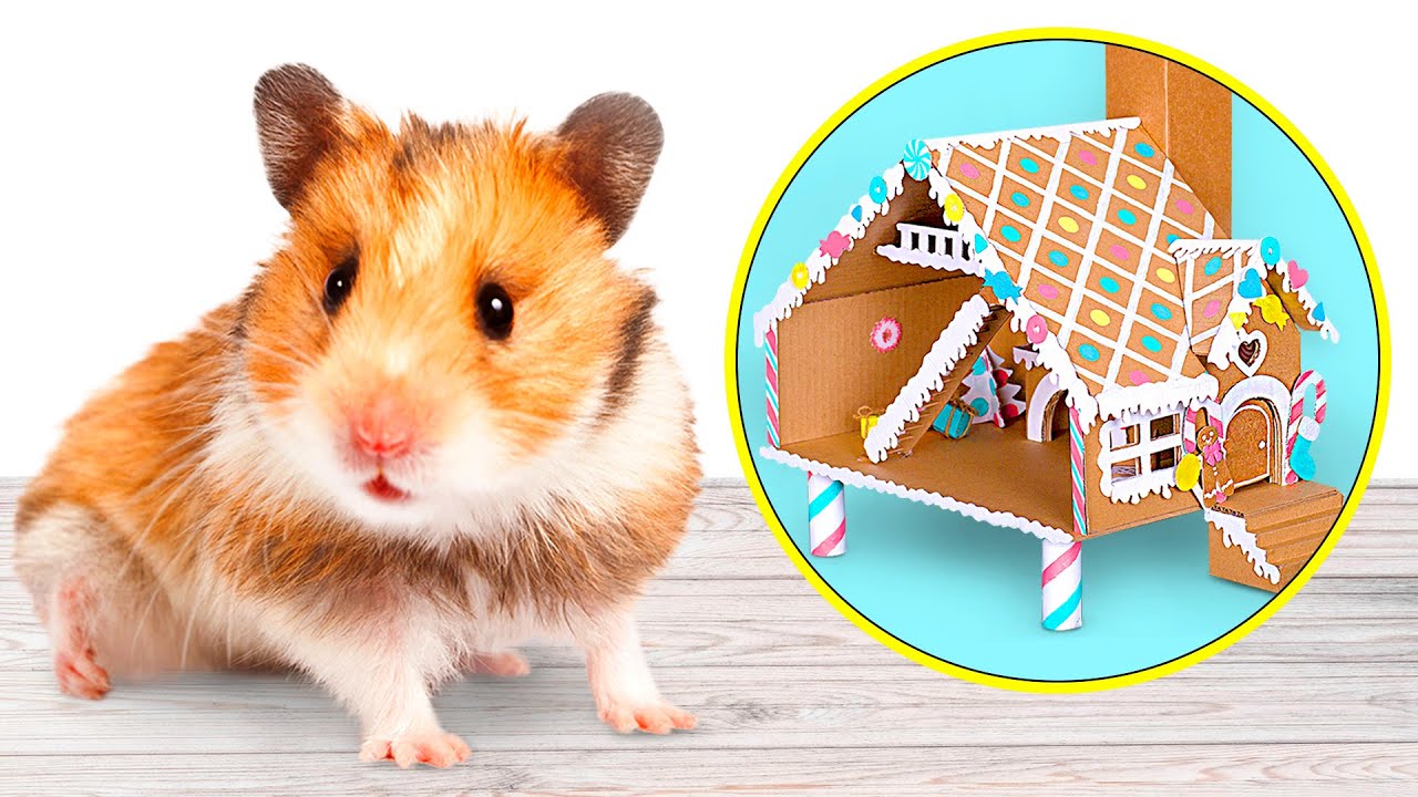Hamster Có Thể Sống Trong Ngôi Nhà Bánh Gừng Chứ?| Hình Ảnh Chuột Hamster  Dễ Thương [Mới Cập Nhật] - Tư Vấn Sinh Viên Hcm