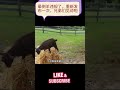 晕倒羊违规了,重新发布一次,兄弟们见谅啦