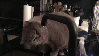 cat named Vivian Westwood drinking from kitchen faucet
cat goes to kitchen faucet to drink. cat named Vivian Westwood drinking from kitchen faucet