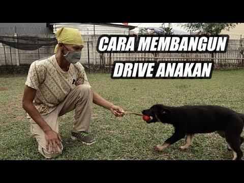 Video: Memulai Anak Anjing dalam Pekerjaan Air