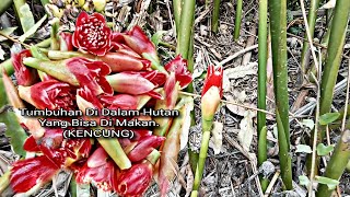 Salah Satu Sayuran Yang Boleh Di Makan Jika Menemukan Dalam Hutan (KENCUNG)