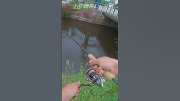 Perch fishing With Tiny Lure!! #shortfishing #perchfishing  #fishingtechniques