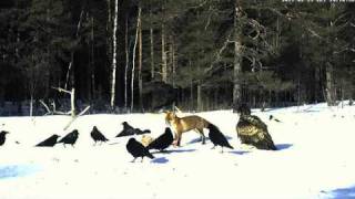 White-tailed Eagle vs. Fox - Estonia, Feb 23, 2011