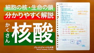 核酸を分かりやすく解説【細胞の核・DNA・RNA・核酸の重要な働き】