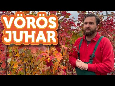 Videó: Juhar vörös. Dekoratív vörös juhar