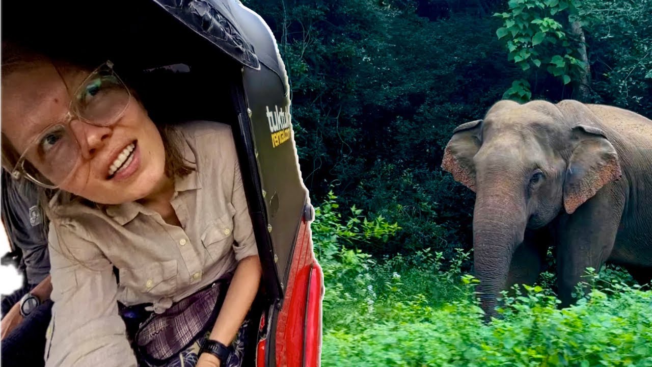 Słoń na drodze! Jak go minąć tuk-tukiem? Sigirija